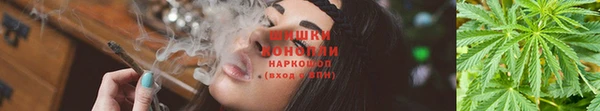 PSILOCYBIN Белокуриха